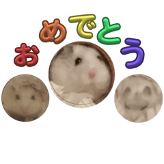 [LINEスタンプ] お祝いの時に使うハムスタンプ