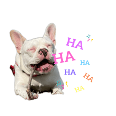 [LINEスタンプ] あいあむぽぽ。