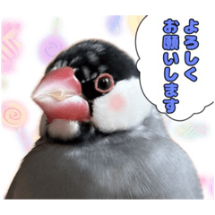 [LINEスタンプ] 桜文鳥ぽったスタンプ