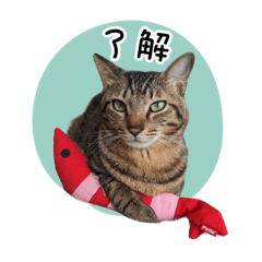 [LINEスタンプ] まおとむぎはかわいい猫
