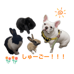 [LINEスタンプ] あいあむぽぽ。2