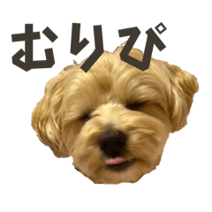 [LINEスタンプ] みんなだいすき！ひなちまる