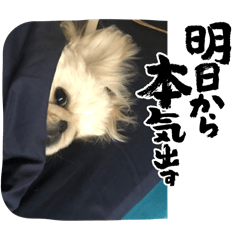 [LINEスタンプ] マイペット1