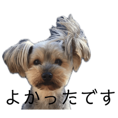 [LINEスタンプ] ヨークシャーテリアのデリー