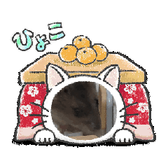 [LINEスタンプ] ハムスターーーの日常会話の画像（メイン）