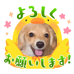 [LINEスタンプ] チロルチョコ 挨拶の画像（メイン）