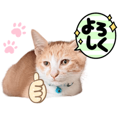 [LINEスタンプ] チャチャ〜