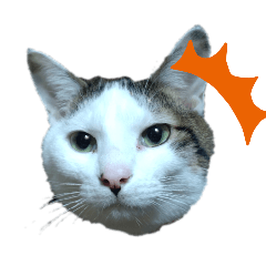 [LINEスタンプ] 猫セシル