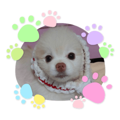 [LINEスタンプ] ゆずの日常 ぽめ