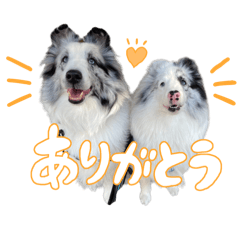 [LINEスタンプ] シェルティガールズ♡