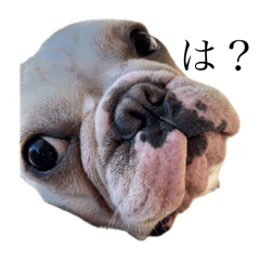 [LINEスタンプ] ぼくたちフレンチブルドッグぅ