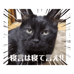 [LINEスタンプ] 動く！ 黒猫トムチ1の画像（メイン）