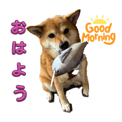 [LINEスタンプ] 柴犬のももちゃんです！