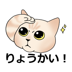 [LINEスタンプ] 顔がでかい猫の日常スタンプ