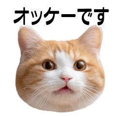 [LINEスタンプ] 便利！毎日使える挨拶言葉◎猫の写真