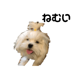 [LINEスタンプ] くう太スタンプ自分の家の犬が1番可愛い！！