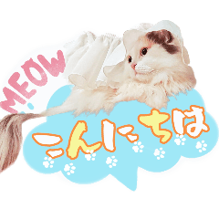 [LINEスタンプ] ちまき＊ミヌエット＊日常会話＊実写＊cat