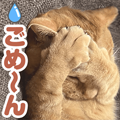 [LINEスタンプ] 茶トラあいさつ