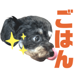 [LINEスタンプ] チワプーののえるさん