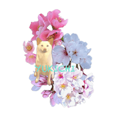 [LINEスタンプ] 白柴犬諭吉2024