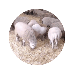 [LINEスタンプ] 羊動的スタンプ.の画像（メイン）