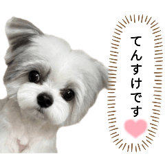 [LINEスタンプ] 名犬てんすけ