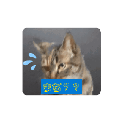 [LINEスタンプ] 使える仲良犬猫たち