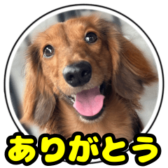 [LINEスタンプ] もも犬♂スタンプ (あいさつ)