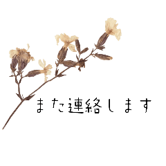 [LINEスタンプ] 【丁寧】よく使う定番の言葉 花を添えての画像（メイン）