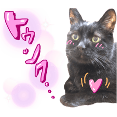 [LINEスタンプ] 黒猫トムチ6