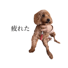 [LINEスタンプ] くーちゃんはいぬ