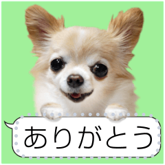 [LINEスタンプ] リアルなチワワのメッセージスタンプ