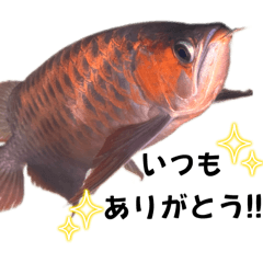 [LINEスタンプ] 癒しのアロワナたち☆Part2