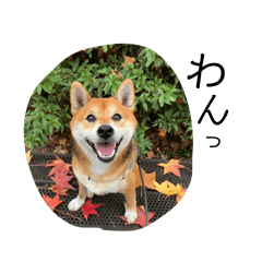 [LINEスタンプ] しばいぬまるの日常スタンプ