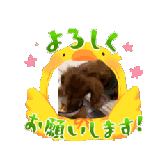 [LINEスタンプ] ミニチュアダックスのクッキーちゃん