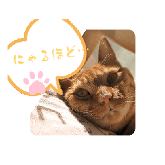 [LINEスタンプ] ねことねこ♡