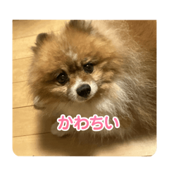 [LINEスタンプ] いぬじろーのスタンプ