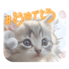 [LINEスタンプ] 可愛い子猫のスタンプです！①の画像（メイン）