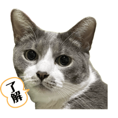 [LINEスタンプ] 一護と三護