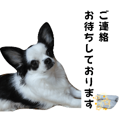 [LINEスタンプ] チワワの麻呂くん♡【丁寧語】