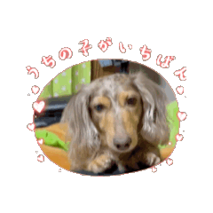 [LINEスタンプ] 虎太朗動くスタンプ⭐︎