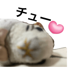 [LINEスタンプ] ハムスターのウンちゃんのスタンプ