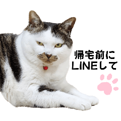 [LINEスタンプ] うちのねこ#4