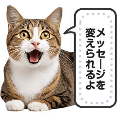 [LINEスタンプ] 猫ミームで挨拶しよ！【会話・メッセージ】の画像（メイン）