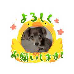 [LINEスタンプ] こまめなわんこ3