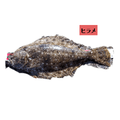 [LINEスタンプ] 過去釣った魚