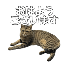 [LINEスタンプ] ねこのすたんぷ〜