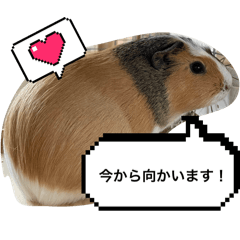 [LINEスタンプ] モルモット♡もるもるスタンプ