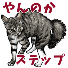 [LINEスタンプ] 意外と使えるリアル猫のやんのかステップ