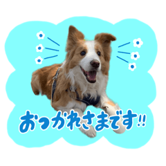 [LINEスタンプ] ボーダーコリーの蓮くん